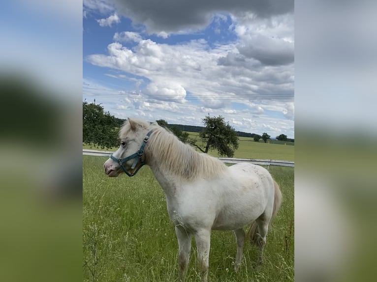 Shetland Ponys Ruin 7 Jaar 105 cm Appaloosa in Sinsheim