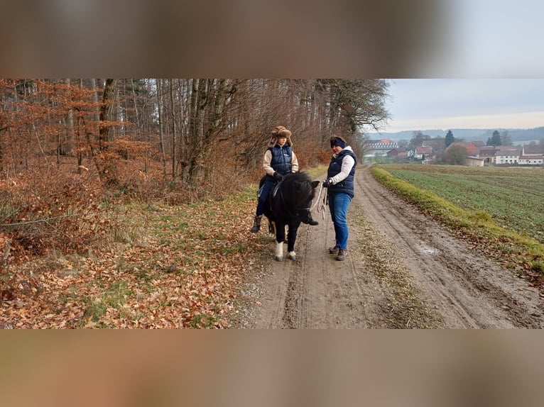 Shetland Ponys Ruin 7 Jaar 107 cm in Attenweiler