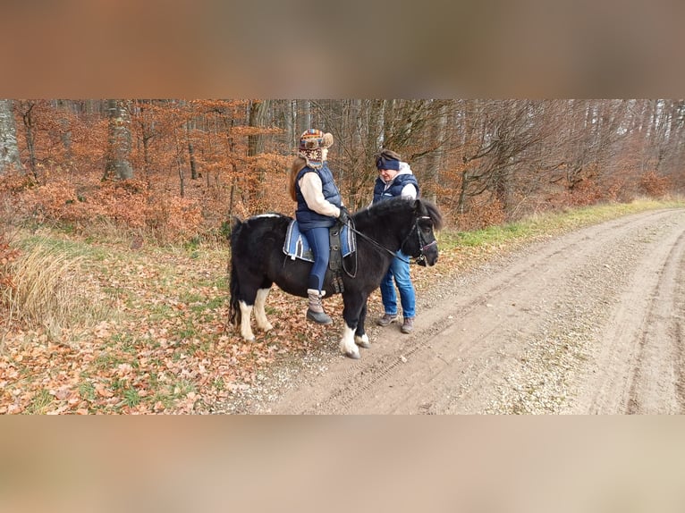 Shetland Ponys Ruin 7 Jaar 107 cm in Attenweiler