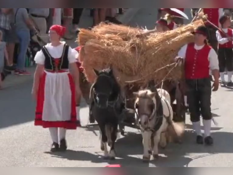 Shetland Ponys Ruin 7 Jaar 107 cm in Attenweiler