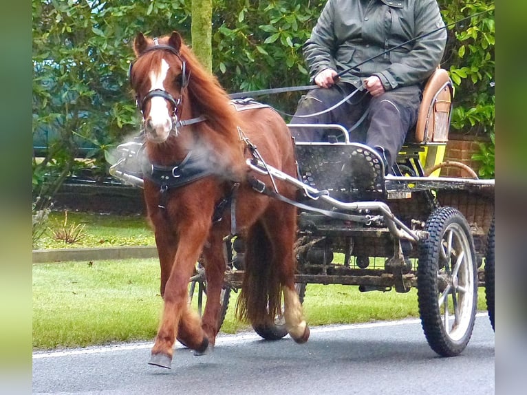 Shetland Ponys Mix Ruin 7 Jaar 110 cm Vos in Wielen