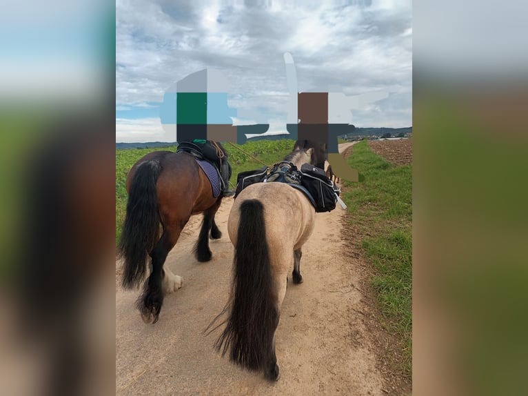 Shetland Ponys Ruin 7 Jaar 112 cm Falbe in Oberderdingen