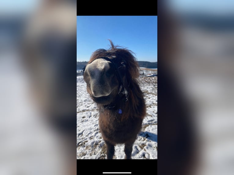 Shetland Ponys Ruin 7 Jaar 117 cm Bruin in Osterzell