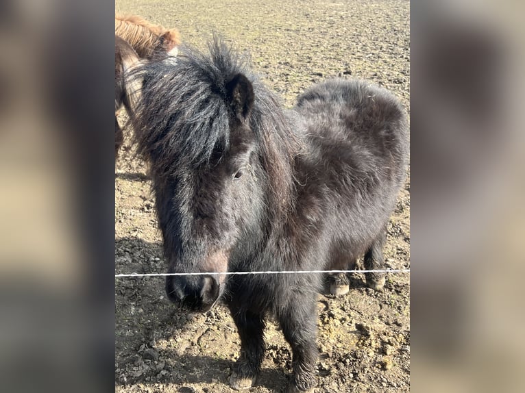 Shetland Ponys Ruin 7 Jaar 85 cm Zwart in Kalktohmfeld
