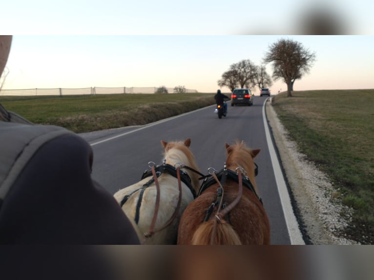 Shetland Ponys Ruin 7 Jaar 94 cm  in Obergröningen
