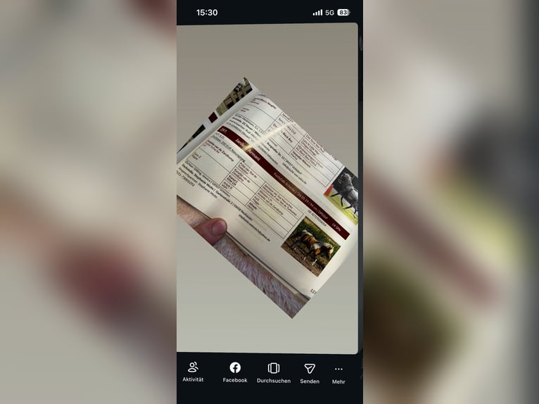 Shetland Ponys Ruin 7 Jaar 94 cm Gevlekt-paard in Neuhausen/Spree