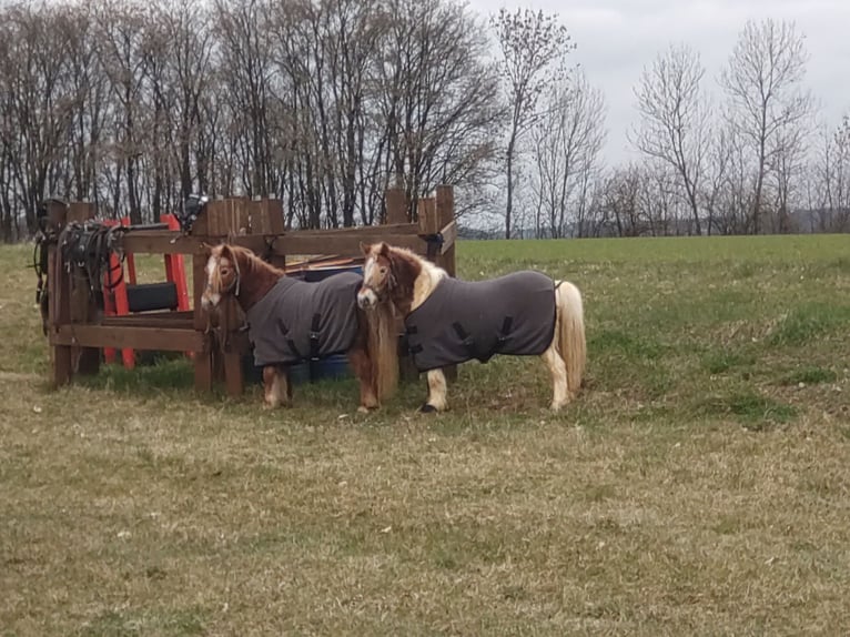 Shetland Ponys Ruin 7 Jaar 95 cm Gevlekt-paard in Obergröningen