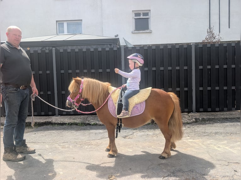 Shetland Ponys Ruin 8 Jaar 100 cm Vos in Morsbach