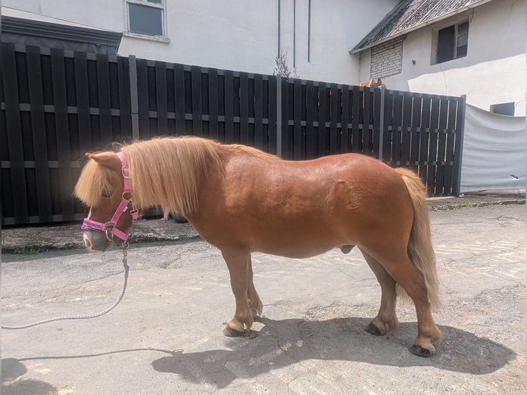 Shetland Ponys Ruin 8 Jaar 100 cm Vos in Morsbach