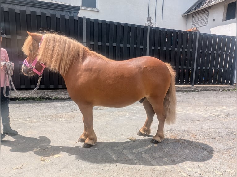 Shetland Ponys Ruin 8 Jaar 100 cm Vos in Morsbach