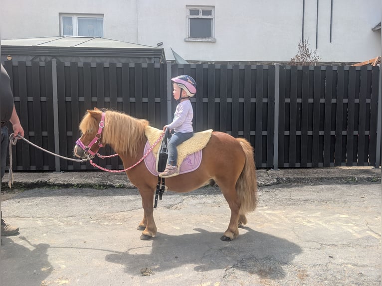 Shetland Ponys Ruin 8 Jaar 100 cm Vos in Morsbach