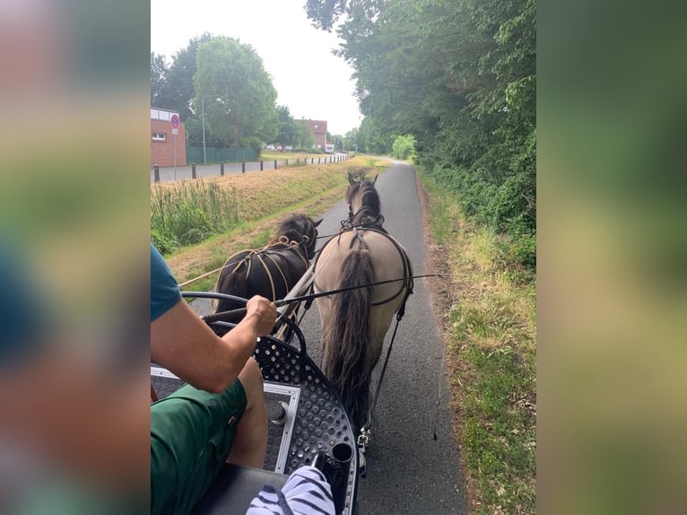 Shetland Ponys Ruin 8 Jaar 105 cm Zwart in Langenhagen