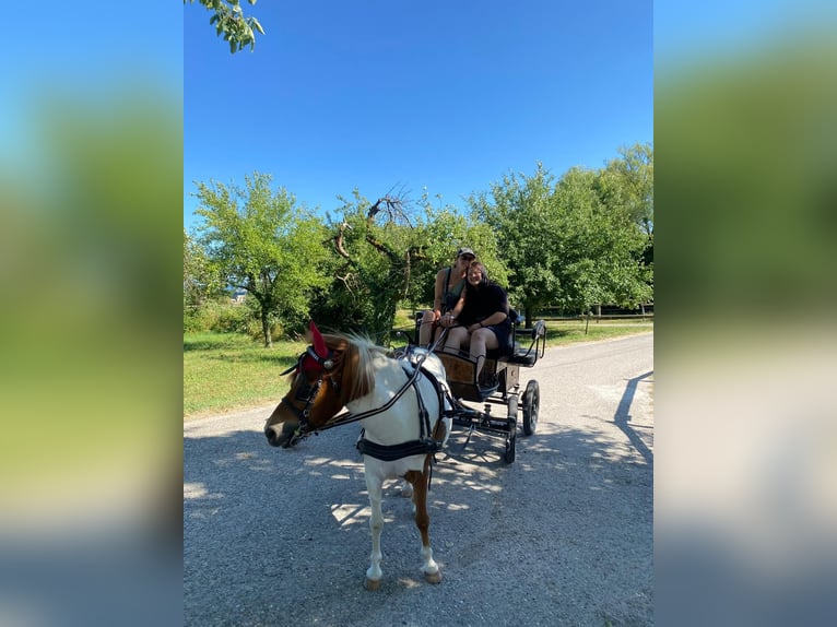 Shetland Ponys Mix Ruin 8 Jaar 110 cm Gevlekt-paard in Rheinstetten