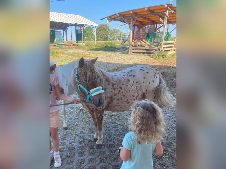 Shetland Ponys Ruin 8 Jaar 112 cm Appaloosa in CursdorfSchwarzatal