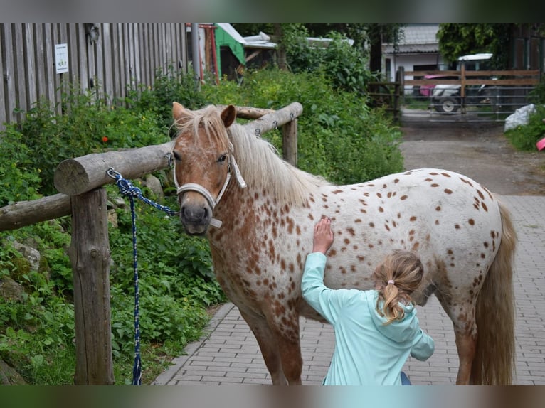 Shetland Ponys Ruin 8 Jaar 112 cm Appaloosa in CursdorfSchwarzatal