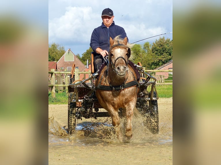 Shetland Ponys Ruin 8 Jaar 113 cm Appaloosa in Halle