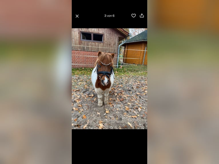 Shetland Ponys Ruin 8 Jaar 85 cm Gevlekt-paard in Edewecht