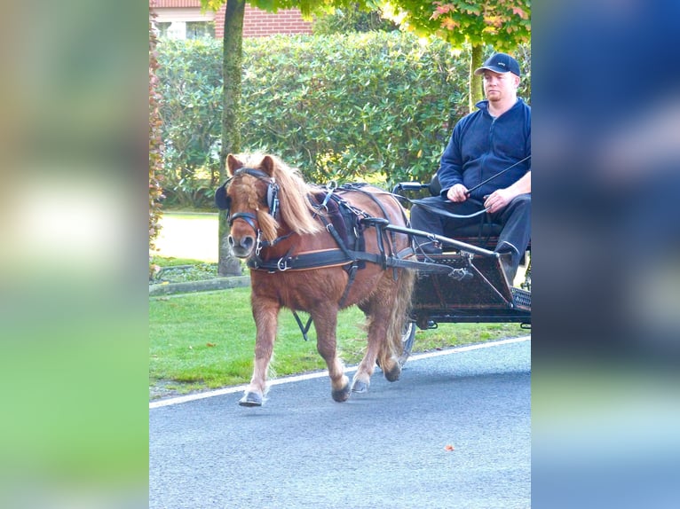 Shetland Ponys Ruin 8 Jaar 94 cm Vos in Halle