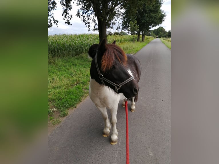 Shetland Ponys Ruin 9 Jaar 100 cm Gevlekt-paard in Essen