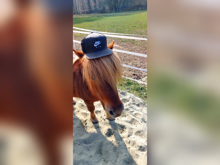 Shetland Ponys Ruin 9 Jaar 100 cm Vos in Bedburg-Hau
