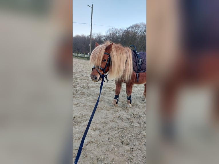 Shetland Ponys Ruin 9 Jaar 100 cm Vos in Bedburg-Hau