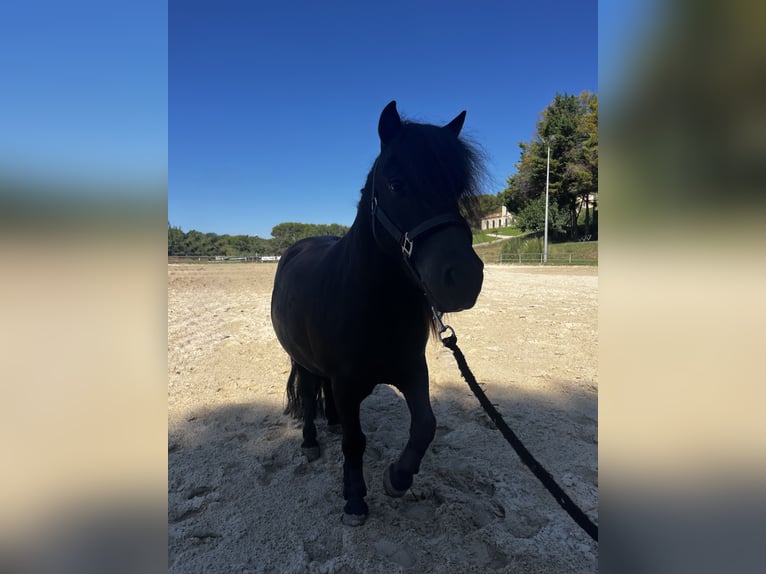 Shetland Ponys Ruin 9 Jaar 104 cm Zwart in Saint-Martin-de-Crau