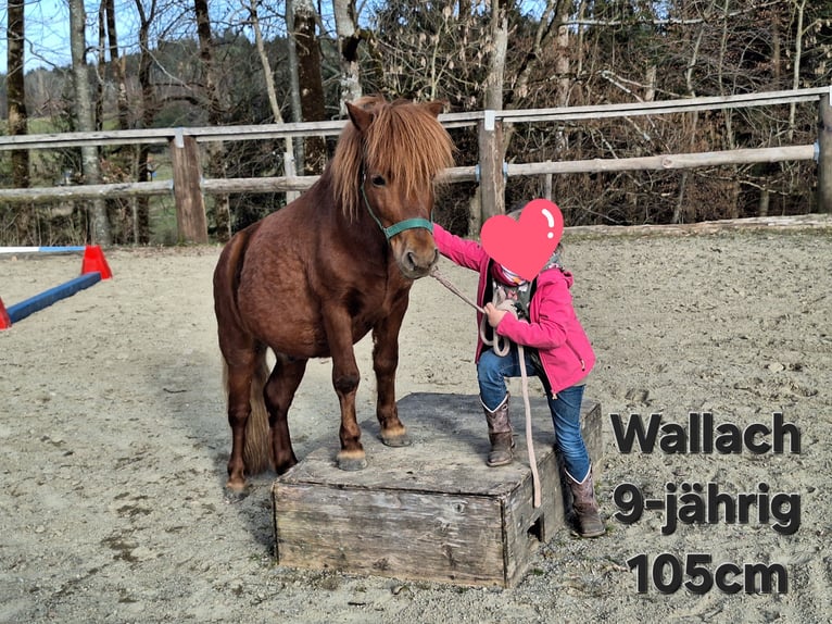 Shetland Ponys Ruin 9 Jaar 105 cm Roodvos in Argenbühl