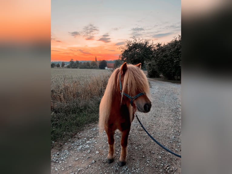 Shetland Ponys Ruin 9 Jaar 105 cm Zwart in Osnabrück