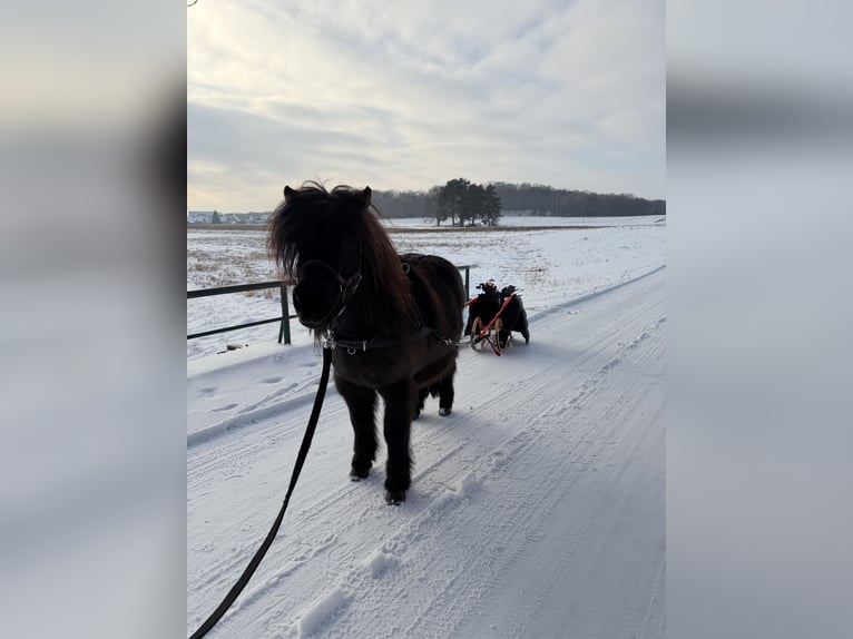 Shetland Ponys Ruin 9 Jaar 105 cm Zwart in Osnabrück