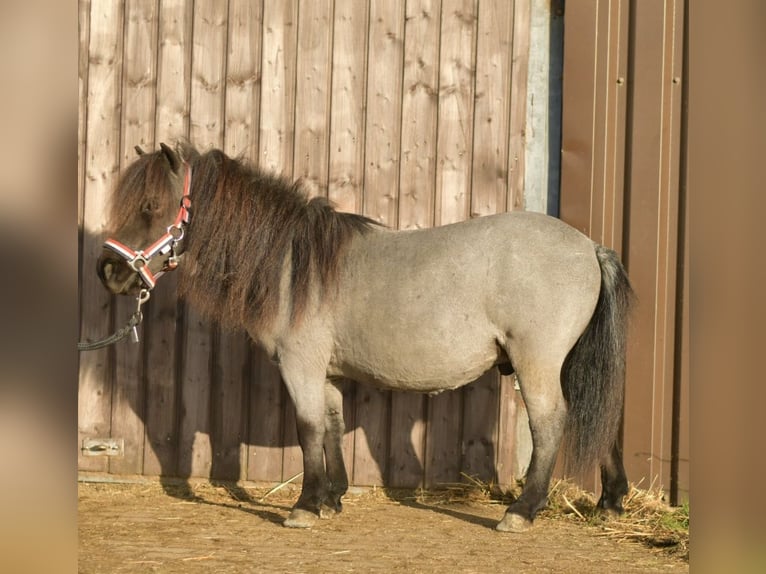 Shetland Ponys Ruin 9 Jaar 85 cm Roan-Blue in Geilenkirchen