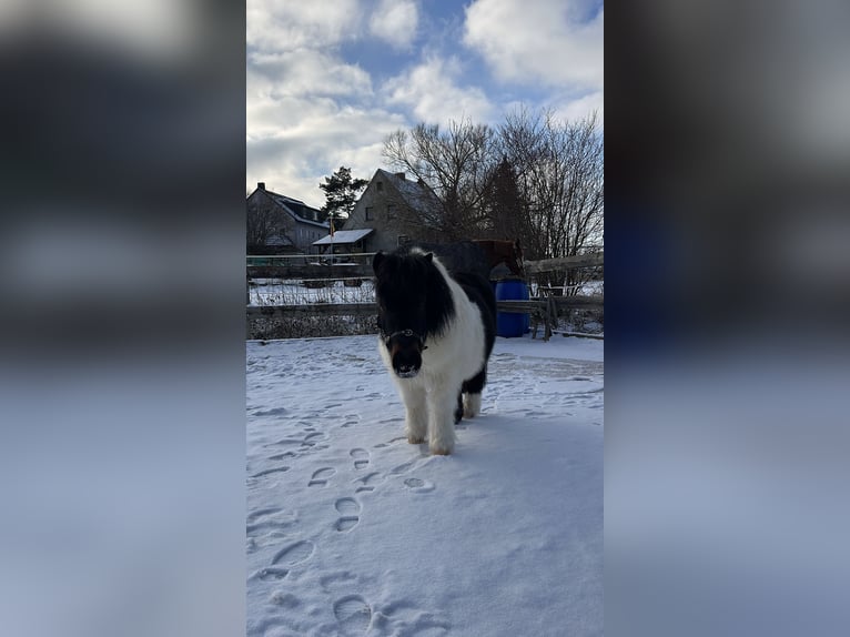 Shetland Ponys Ruin 9 Jaar 90 cm Gevlekt-paard in Flachslanden