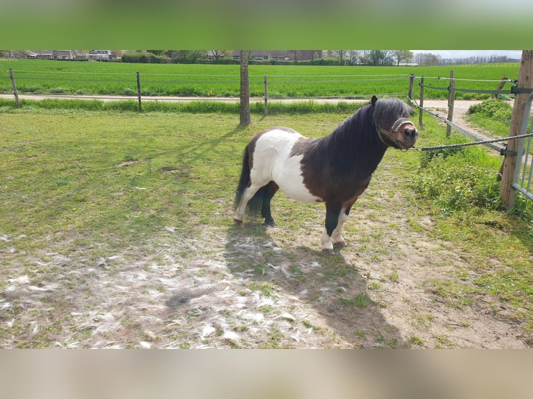 Shetland Ponys Ruin 9 Jaar 90 cm Gevlekt-paard in Maastricht