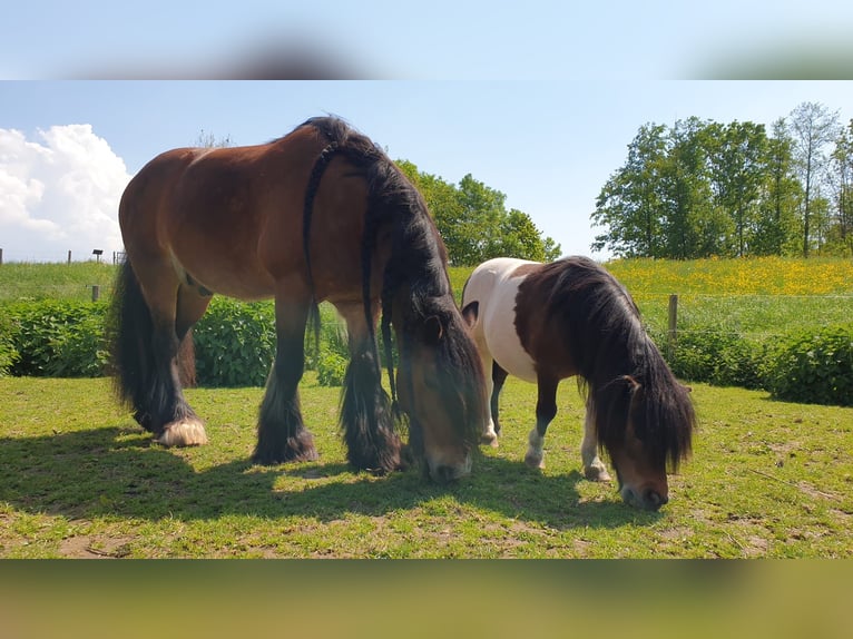 Shetland Ponys Ruin 9 Jaar 90 cm Gevlekt-paard in Maastricht