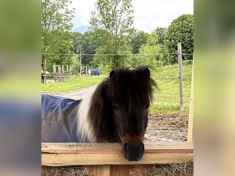 Shetland Ponys Ruin 9 Jaar 95 cm Gevlekt-paard in Salzburg