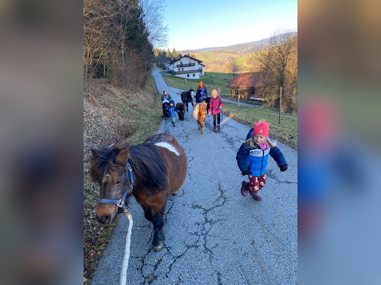 Shetland Ponys Stute 10 Jahre 100 cm Schecke in Waldkirchen