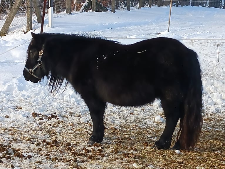 Shetland Ponys Stute 10 Jahre 102 cm Rappe in Hohnstein