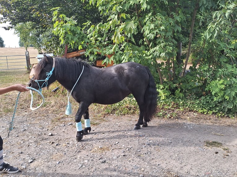 Shetland Ponys Stute 10 Jahre 103 cm Rappe in Iserlohn