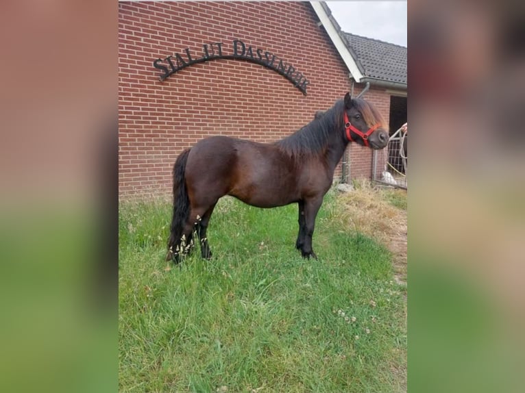 Shetland Ponys Stute 10 Jahre 103 cm Rappe in Iserlohn
