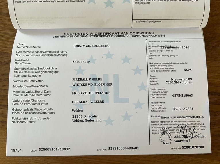 Shetland Ponys Stute 10 Jahre 103 cm Rappe in Iserlohn