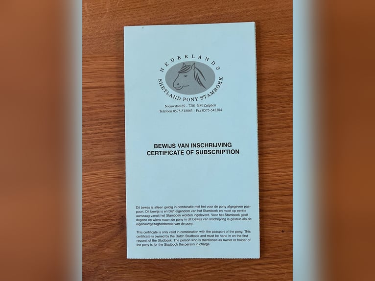 Shetland Ponys Stute 10 Jahre 103 cm Rappe in Iserlohn