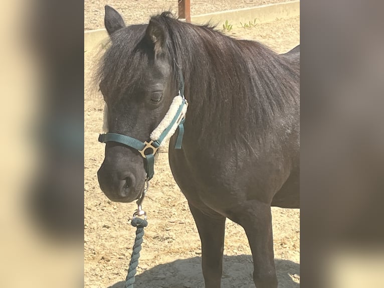 Shetland Ponys Stute 10 Jahre 104 cm Rappe in Ursensollen