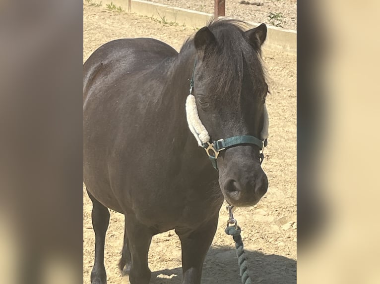 Shetland Ponys Stute 10 Jahre 104 cm Rappe in Ursensollen