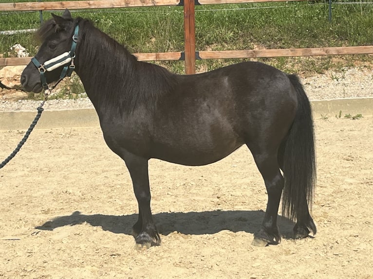 Shetland Ponys Stute 10 Jahre 104 cm Rappe in Ursensollen