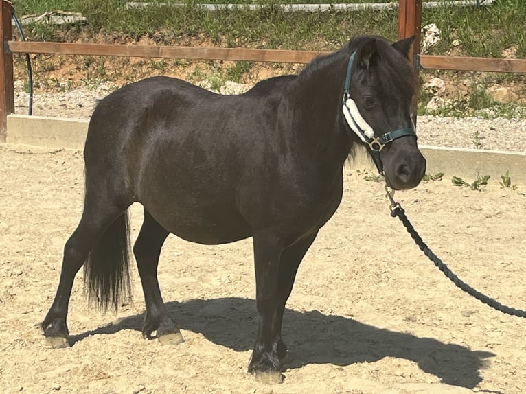 Shetland Ponys Stute 10 Jahre 104 cm Rappe in Ursensollen