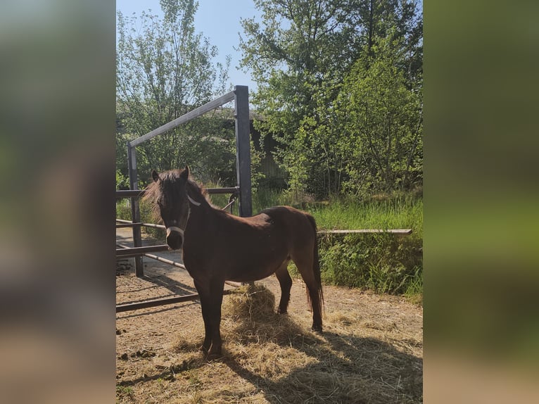 Shetland Ponys Mix Stute 10 Jahre 105 cm Brauner in Sipbachzell