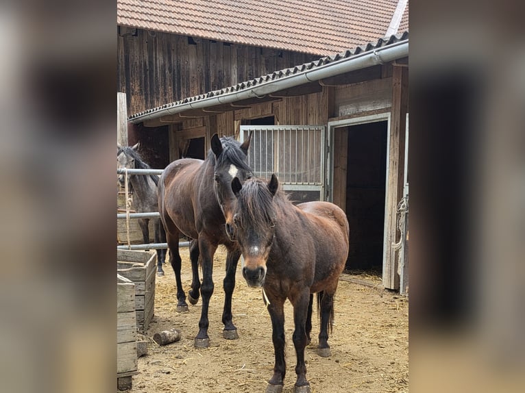 Shetland Ponys Mix Stute 10 Jahre 105 cm Brauner in Sipbachzell