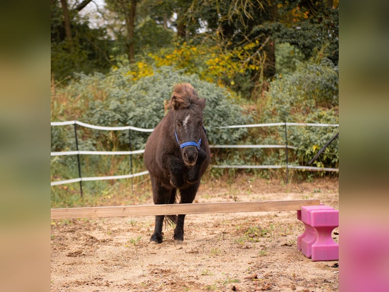 Shetland Ponys Stute 10 Jahre 105 cm Dunkelbrauner in Bruchsal