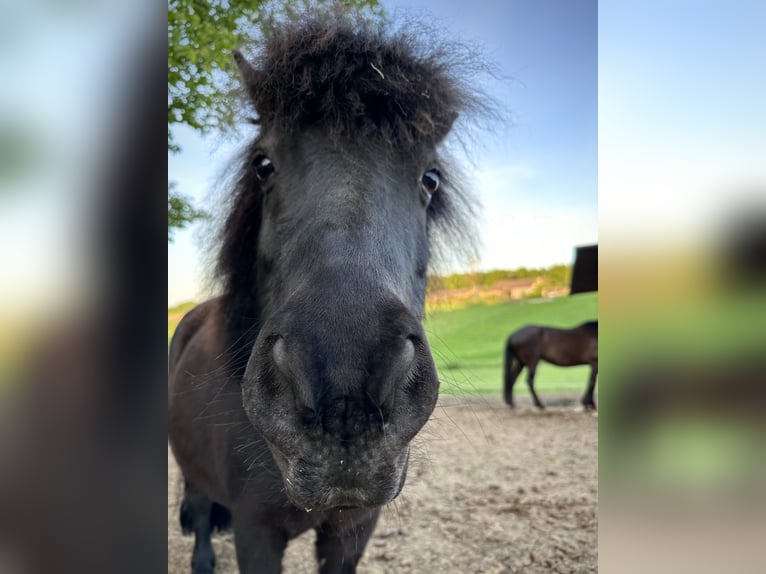 Shetland Ponys Stute 10 Jahre 105 cm Rappe in Hattingen