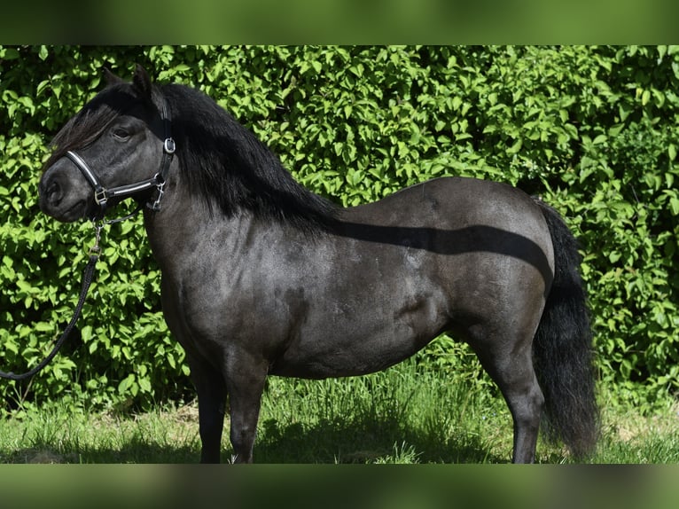 Shetland Ponys Stute 10 Jahre 105 cm Rappe in Geilenkirchen