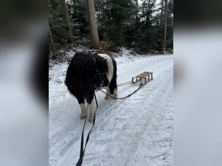 Shetland Ponys Stute 10 Jahre 105 cm Schecke in Murrhardt